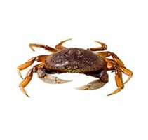 dungeness-crab_crop