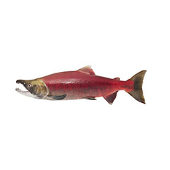 sockeye_salmon_crop